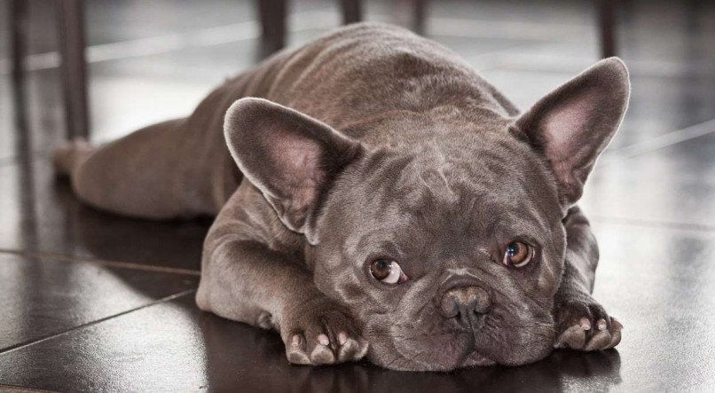 Buldogue Francês