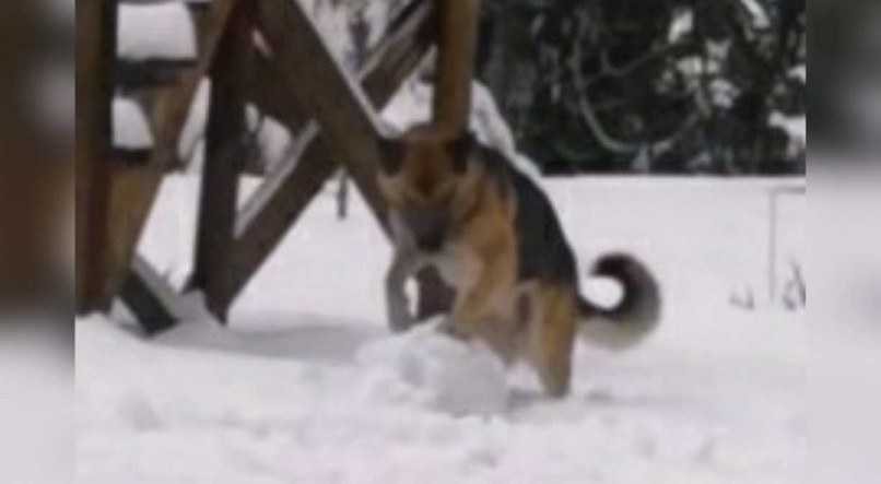 O cão se divertiu fazendo bolas de neve