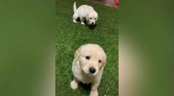 TikTok: Golden retriever faz birra e viraliza na rede social