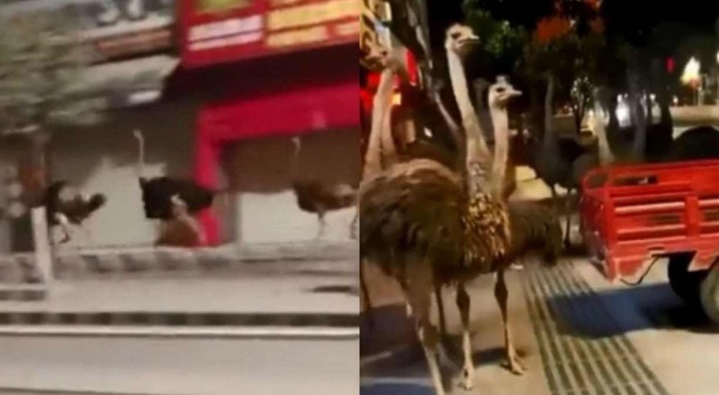 Avestruzes são flagrados correndo nas ruas da China
