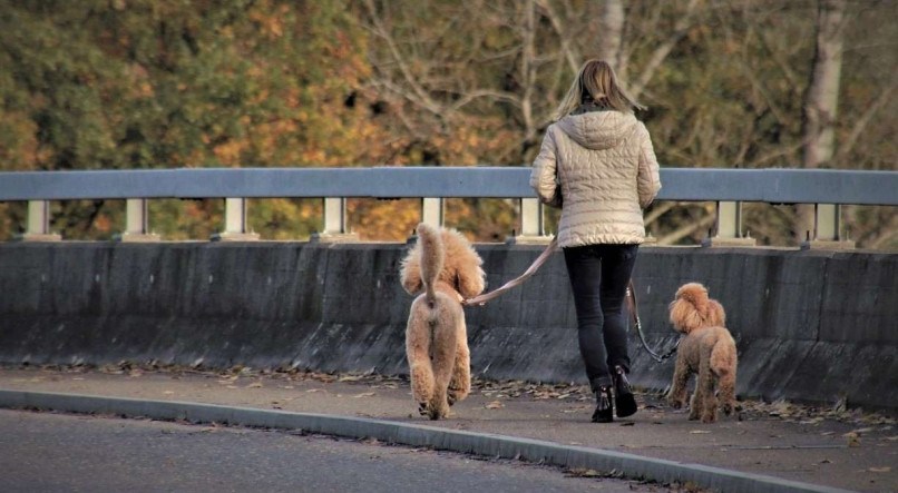 Confira cinco dicas importantes para ensinar ao seu cachorro o hábito de fazer necessidades na rua