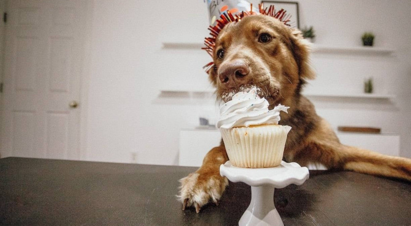 Confira receitas de bolos de aniversário seguros para cachorros