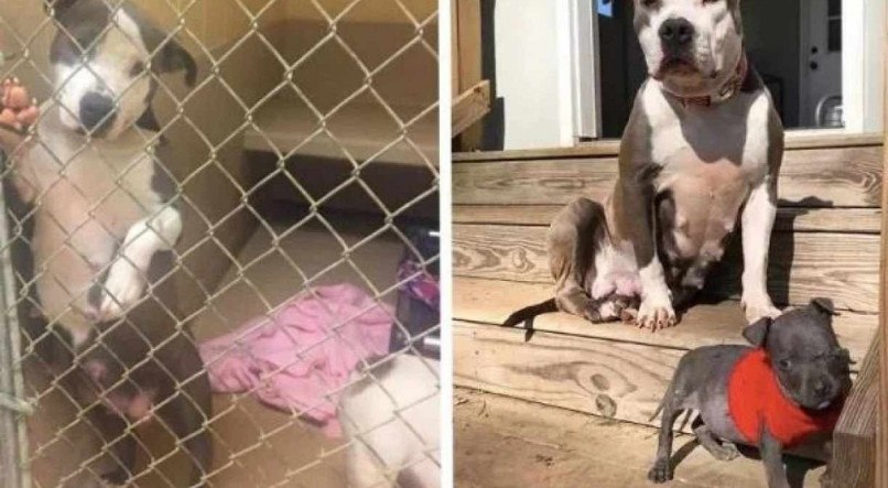 A pit-bull adotou o cãozinho momentos após o primeiro encontro dos dois 