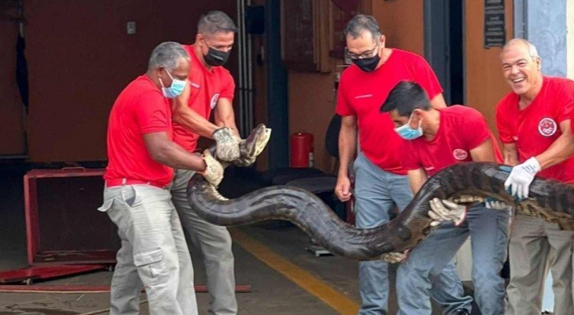 Cobra de seis metros sendo capturada por bombeiros 