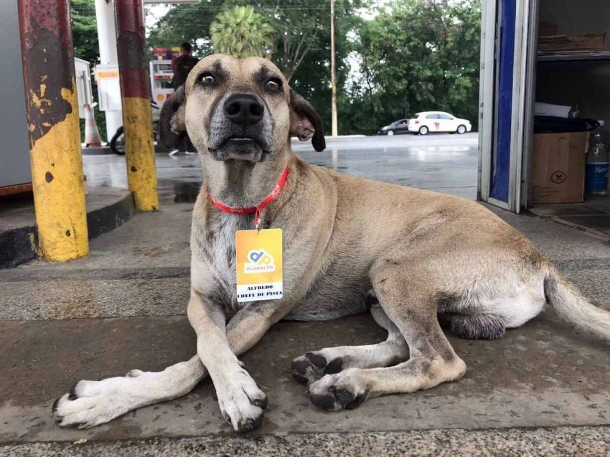 Cachorro adotado por frentistas em posto de gasolina ganha crachá de 'Funcionaurio e encanta clientes em Teresina, Piauí