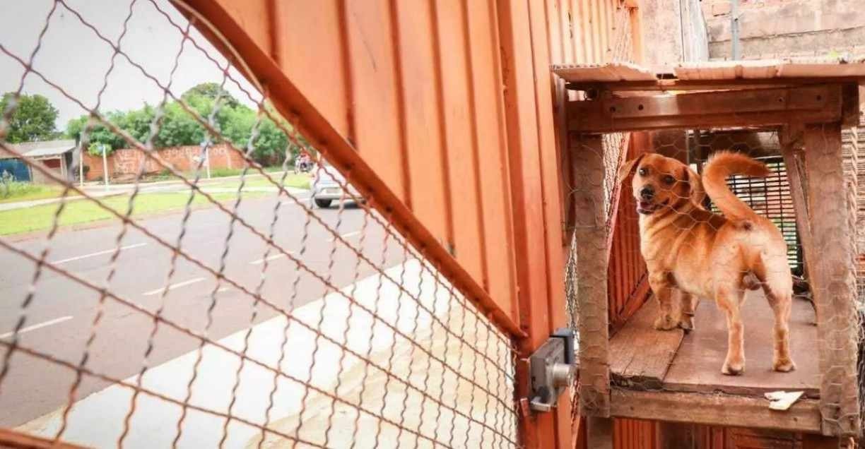 'Cachorro fofoqueiro': Para não perder 'babados' da vizinhança, homem constrói rampa para cão em portão