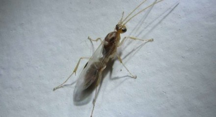 Majoritariamente, entre as formigas, apenas machos e rainhas têm asas