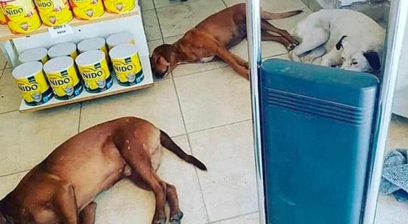 Os cachorrinhos descansam durante os períodos mais quentes do verão 