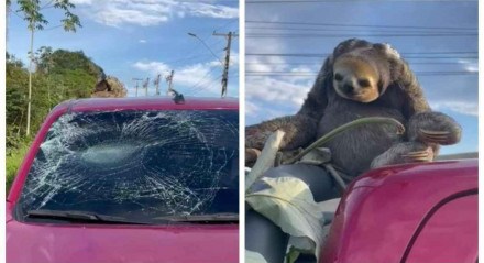 Preguiça caiu de uma árvore e destruiu o vidro de um veículo