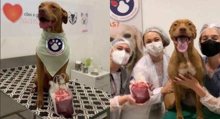 Pitbull já doou sangue seis vezes e cada vez salva a vida de três cachorros diferentes 
