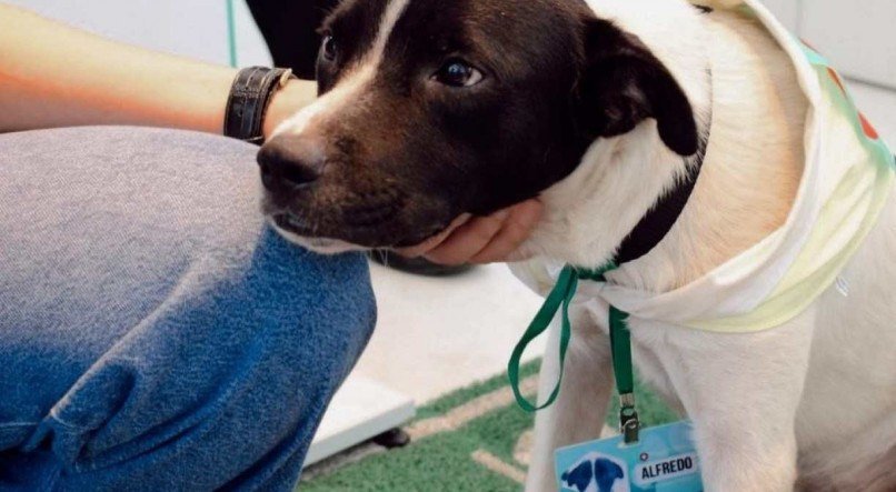 O cachorro Alfredo foi resgatado das ruas do Paraná