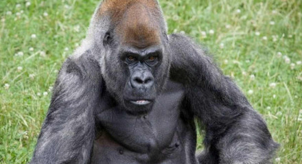Ozzie era o gorila mais velho do mundo, morreu aos 61 anos.