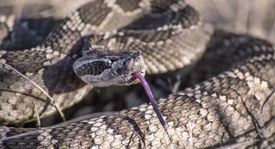 Sonhar Com Cobra Saiba O Significado E Possíveis Interpretações Para O Sonho 7494