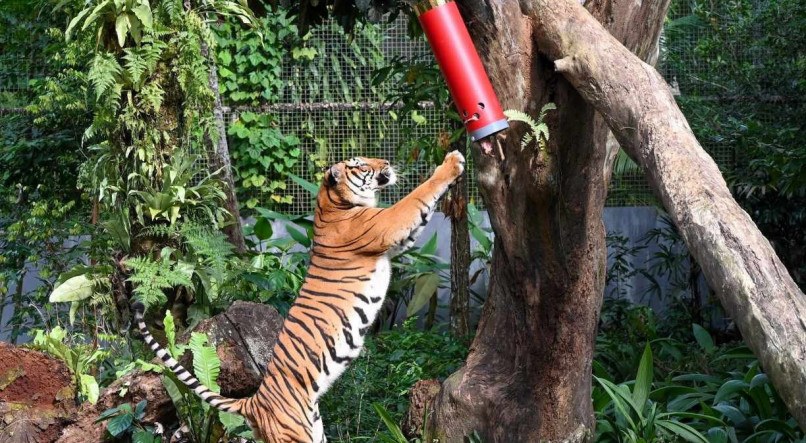 Os tigres malaios brincaram com as caixas da prosperidade recebidas