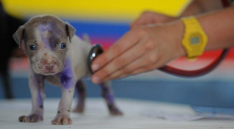 Entre as vantagens estão consultas veterinárias e exames laboratoriais e de imagem