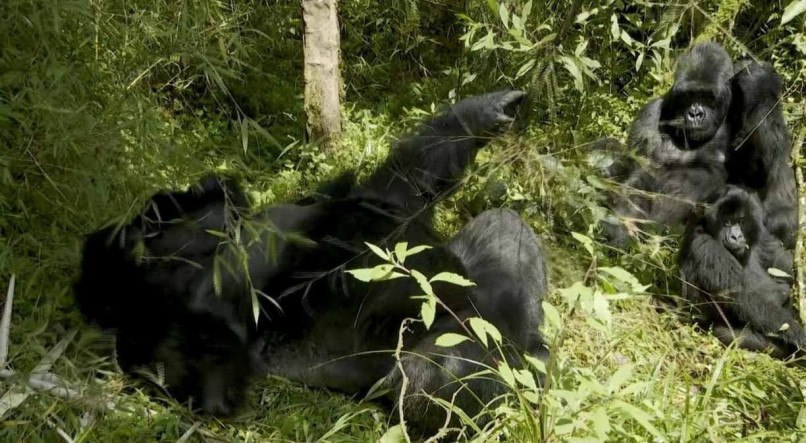 Há 25 anos, as autoridades ruandesas monitoravam 100 primatas na floresta. Agora, 380 gorilas vivem ali