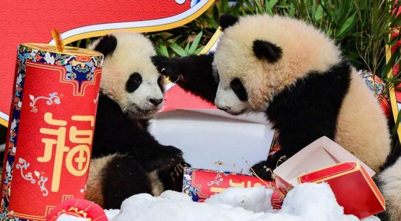 Pandas brincando com decorações do Ano Novo Lunar