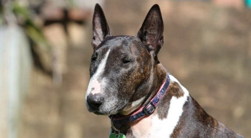 O cão envolvido no incidente é da raça bull terrier