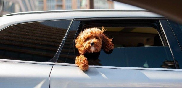 uber-aceita-cachorro-e-gato-veja-como-transportar-pets