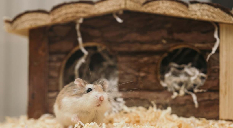 Hamsters podem transmitir doenças através da urina