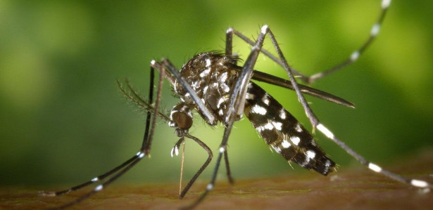 Brasil confirma 968 muertes por dengue en 2022;  Vea los países con mayor número de muertes por la enfermedad