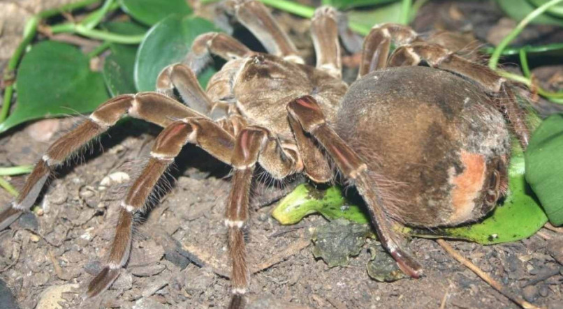 A aranha-comedora-de-pássaros foi eleita pelo Guinness World Records (Livro dos Recordes) como a maior aranha do mundo