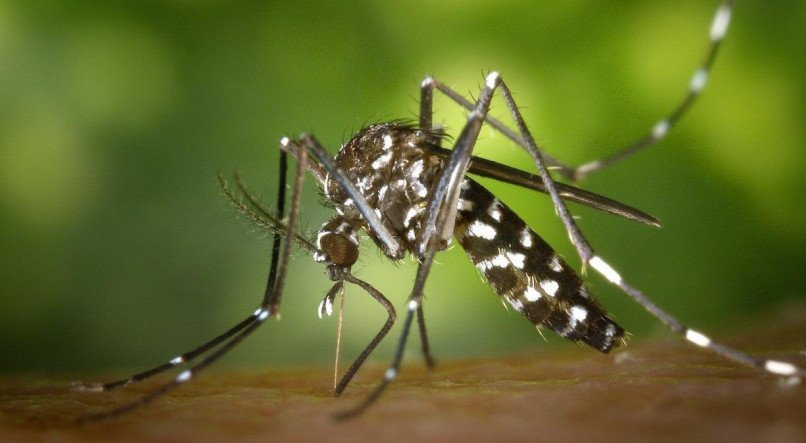 O acúmulo de água parada contribui para a proliferação do mosquito e, consequentemente, maior transmissão da dengue