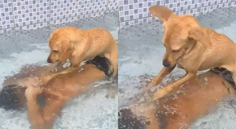 O cachrrinho Thor tentou "afogar" seu tutor, que estava tomando banho de piscina