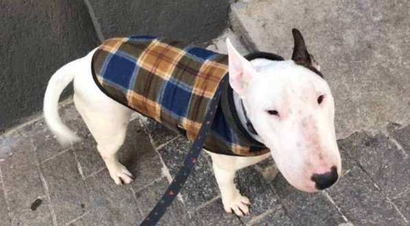 Cachorro fica preso em aeroporto internacional depois empresa aérea perder documentos; saiba o motivo