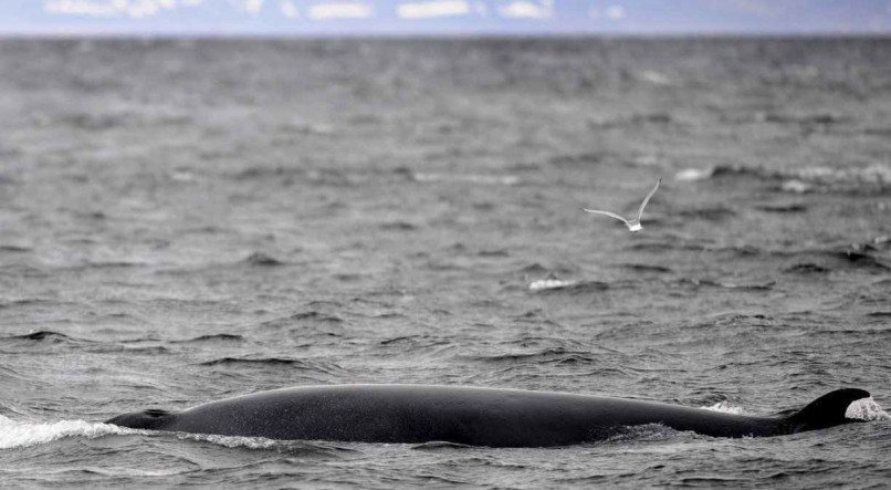 Islândia, Noruega e Japão são os únicos países do mundo que permitem a caça à baleia
