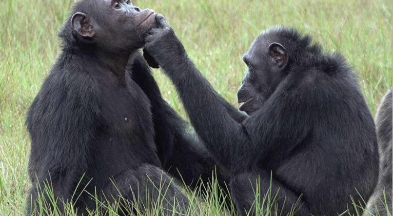 Os chimpanzés notaram que eles não apenas usam insetos para tratar suas próprias feridas, mas também as de seus pares