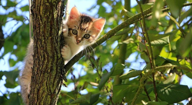 Em subidas em árvores, o fungo causador da esporotricose pode acabar penetrando por baixo das unhas e infectando o gato