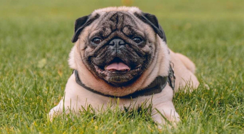 O pug é uma das raças de cães mais caras do mundo