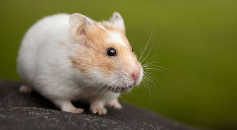 O período gestacional do hamster dura menos que o do humano
