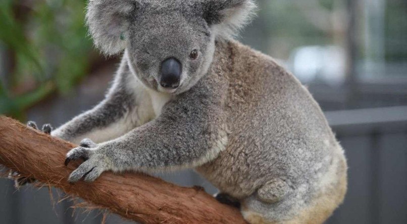A Fundação Australiana para a Conservação aponta que o governo federal aprovou o corte de mais de 25 mil hectares de habitat de coalas desde que a espécie foi declarada vulnerável