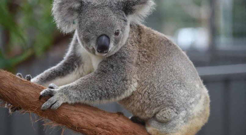 A Fundação Australiana para a Conservação aponta que o governo federal aprovou o corte de mais de 25 mil hectares de habitat de coalas desde que a espécie foi declarada vulnerável