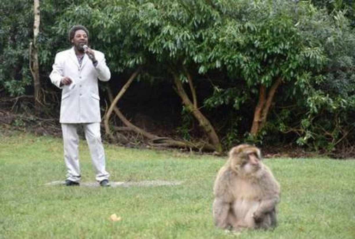 Zoológico contrata cover de cantor famoso para ajudar no acasalamento entre macacos 