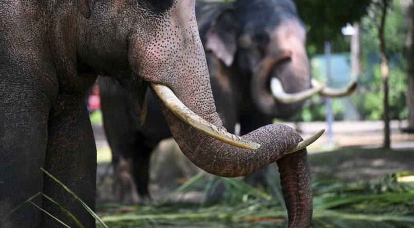 Foram realizados testes de DNA de elefantes em 49 apreensões de marfim realizadas entre 2002 e 2019