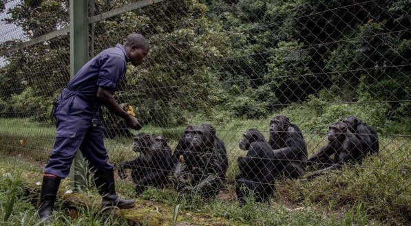 Cuidadores de animais na Reserva de Lwiro, na República Democrática do Congo