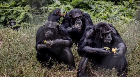 A Reserva de Lwiro fica na República Democrática do Congo e é um refúgio para animais traumatizados