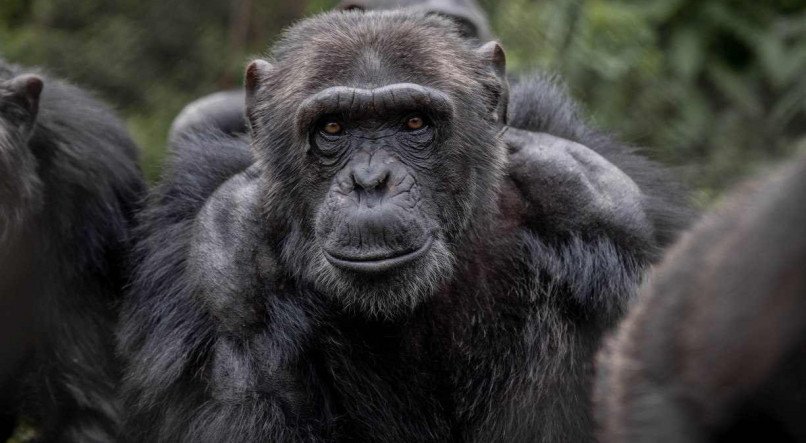 Chimpanzés descansam depois de comer no Centro de Reabilitação de Primatas de Lwiro