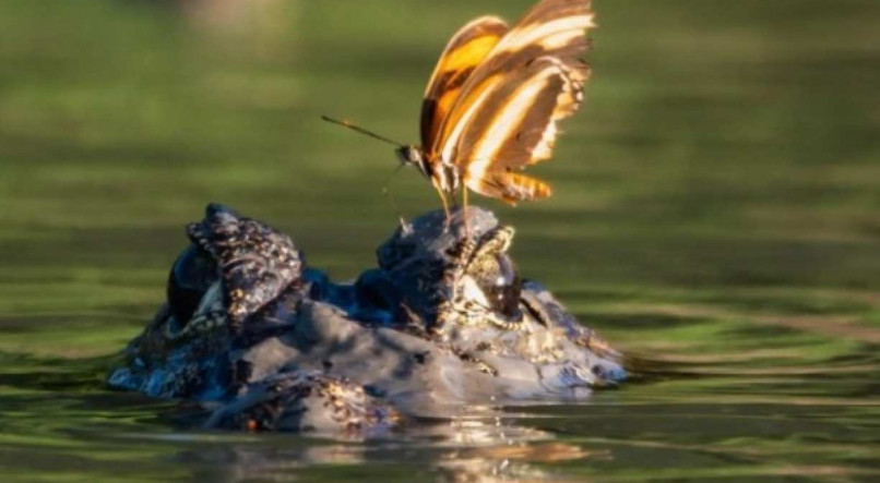 Borboleta se alimentou de lágrima de jacaré no Pantanal. Momento foi registrado pelo fotógrafo Guilherme Giovanni 