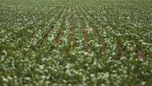 fertilizantes