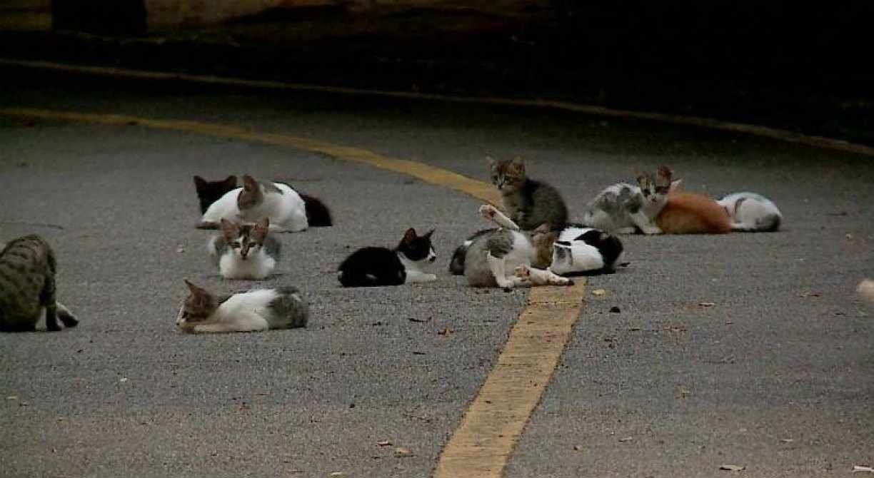 Os gatos de rua são mais sujeitos a se contaminar pela esporotricose animal