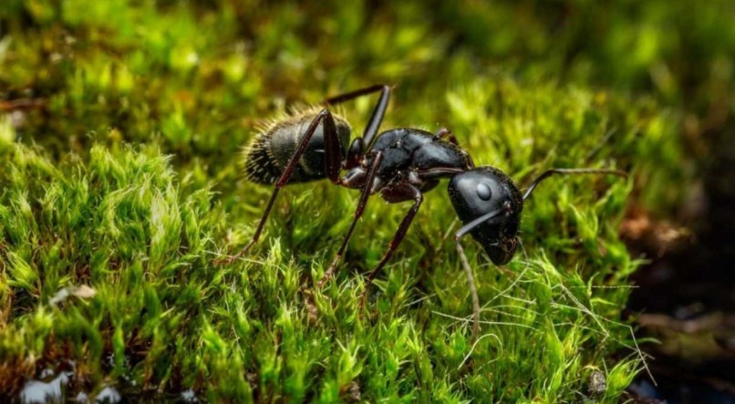 As formigas foram submetidas a protocolos de aprendizado em laboratório