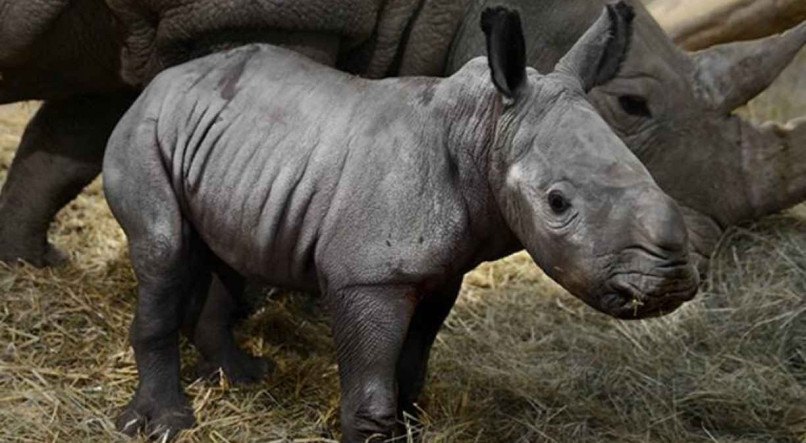 A bebê rinoceronte Queenie