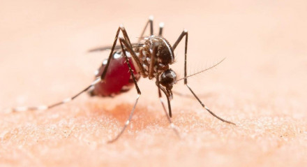 Dengue, chicungunha e zika
Arboviroses
Aedes aegypti 