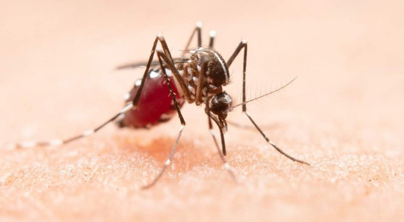 A infestação do Aedes aegypti é sempre mais intensa em razão de água acumulada e de altas temperaturas: fatores que propiciam a eclosão de ovos do mosquito