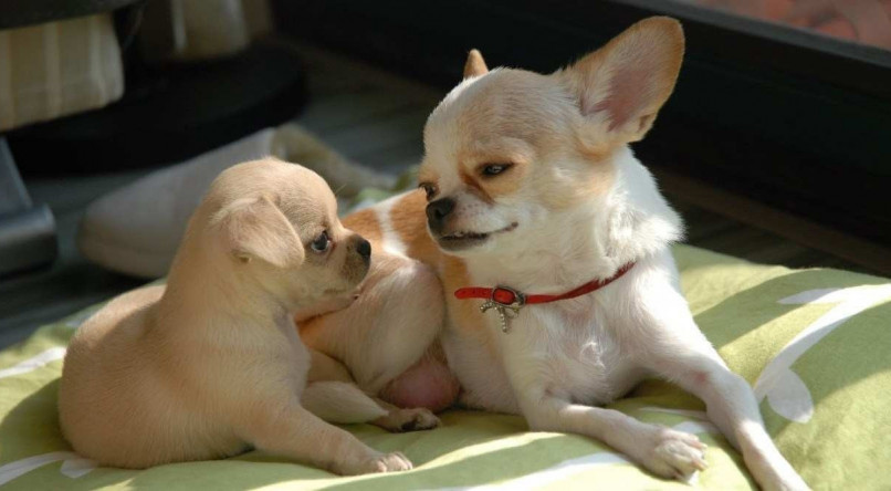 Imagem meramente ilustrativa de Chihuahuas