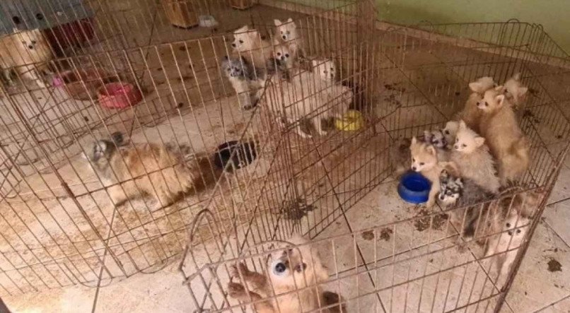 Polícia Civil e da Guarda Civil Municipal resgataram 134 cães de raça em situação de maus-tratos, em Limeira, interior paulista